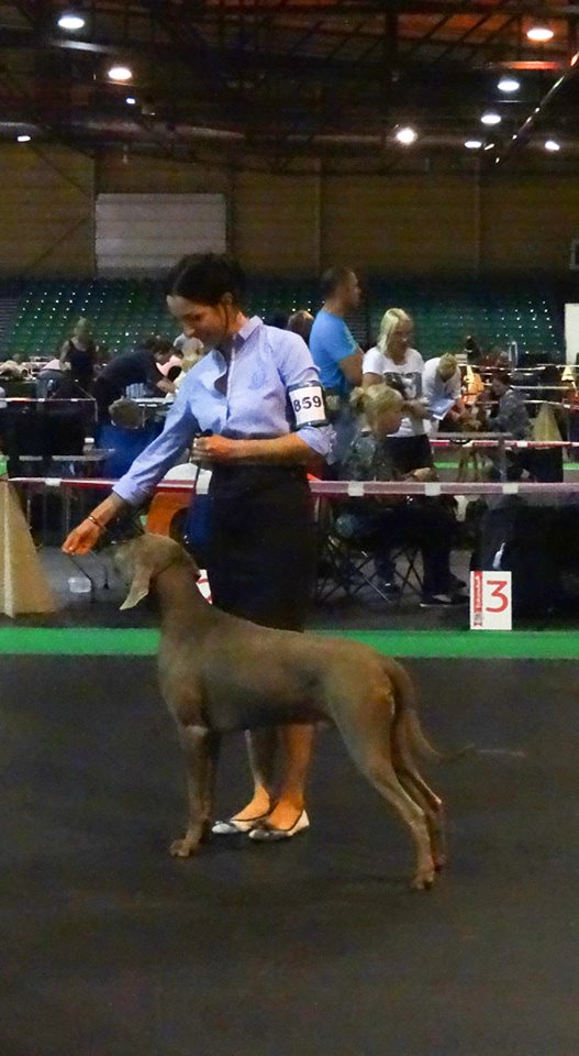 Miot F — Forrest Alive Sliver Weimaraner/International Dog Show Crufts Riga 2014