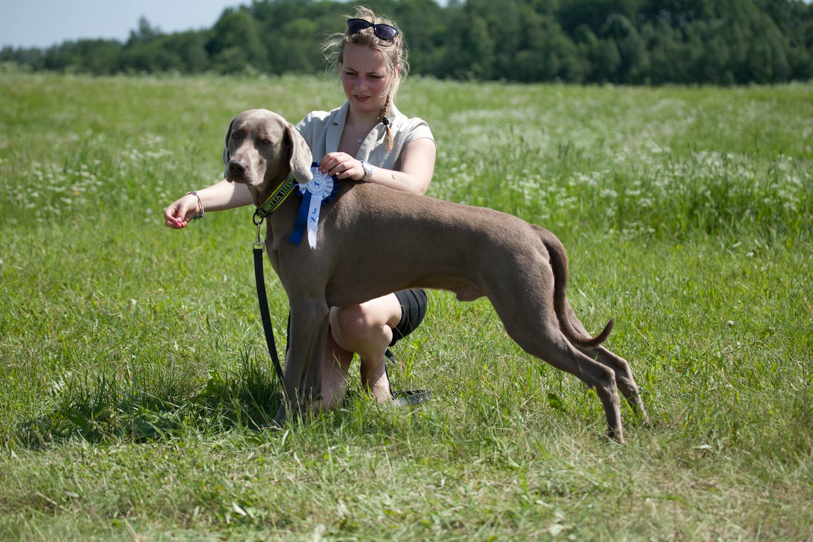 Miot F — Forrest Alive Sliver Weimaraner/International Dog Show In Litva