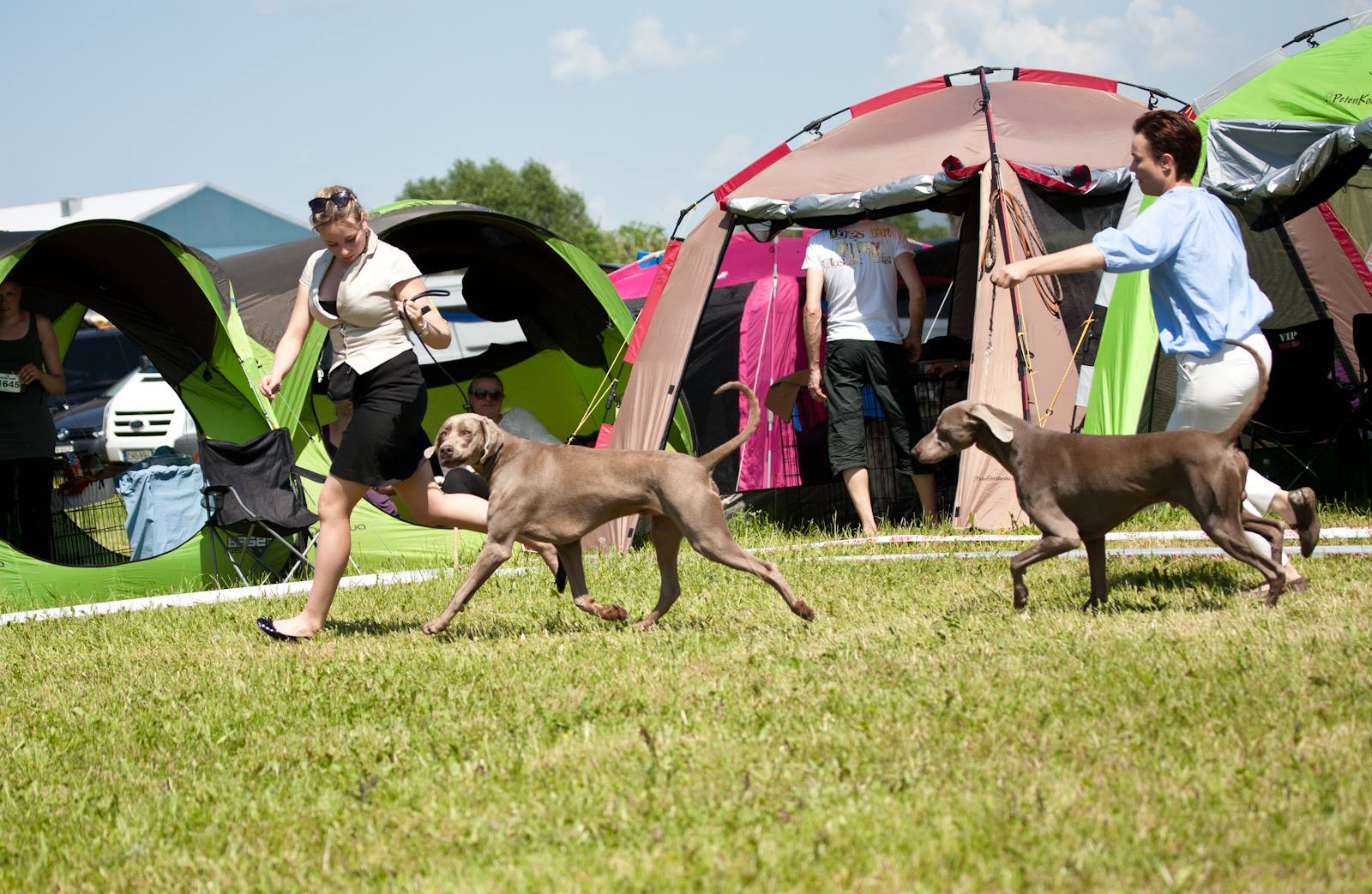 Miot F — Forrest Alive Sliver Weimaraner/International Dog Show In Litva