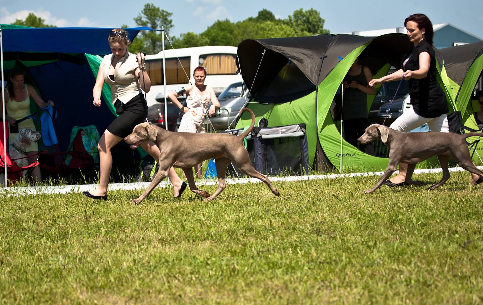 Miot F — Forrest Alive Sliver Weimaraner/International Dog Show In Litva