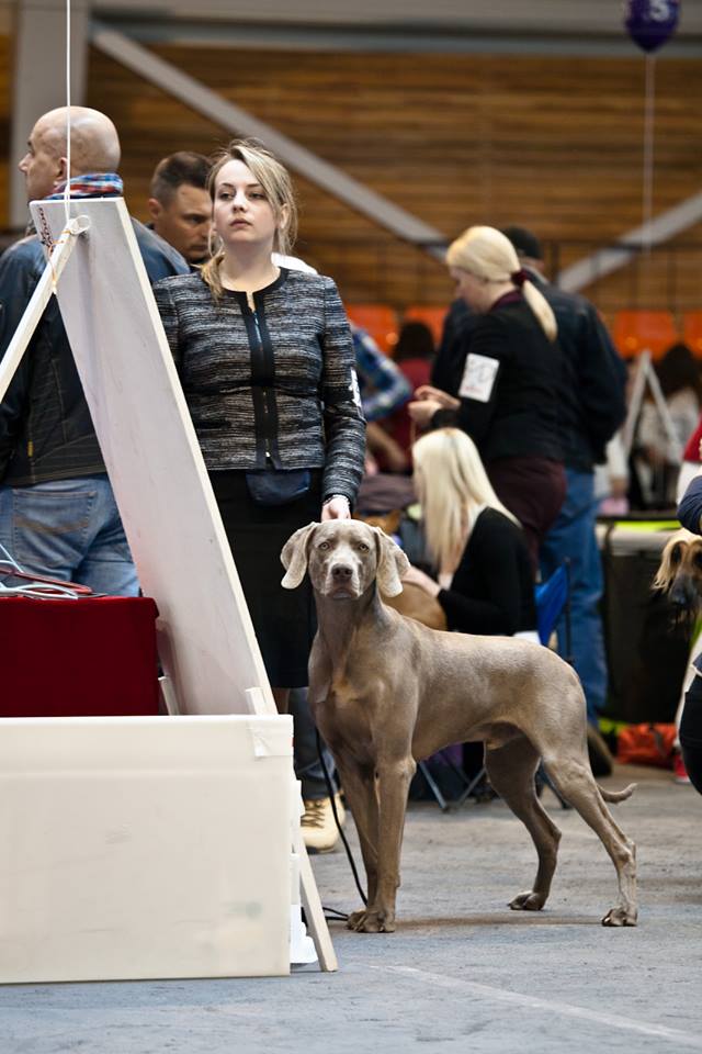 Miot F — Forrest Alive Sliver Weimaraner/National Dog Show Talsi