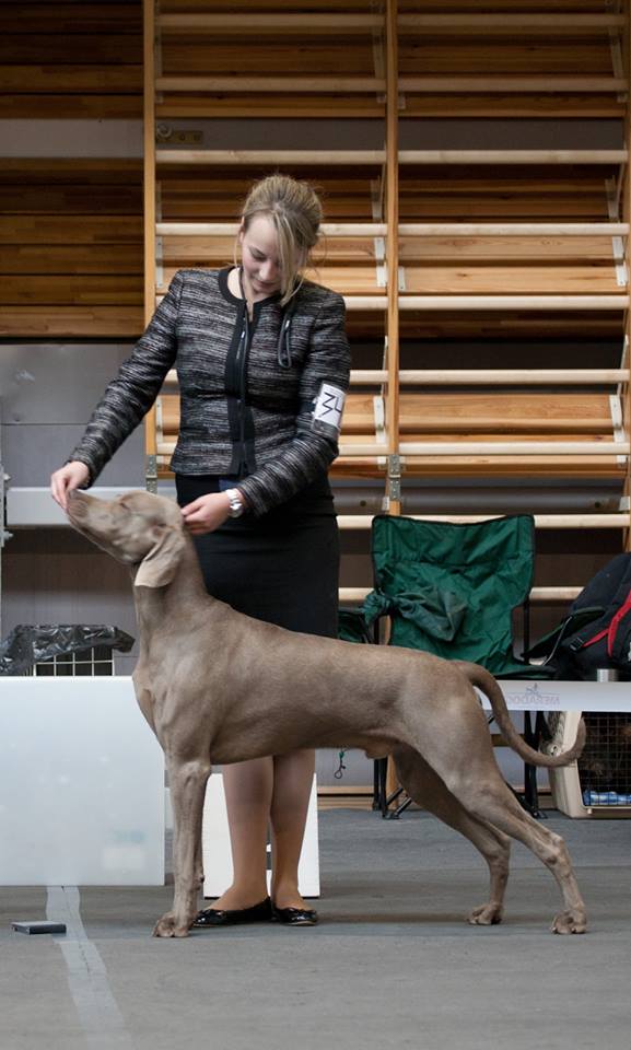 Miot F — Forrest Alive Sliver Weimaraner/National Dog Show Talsi