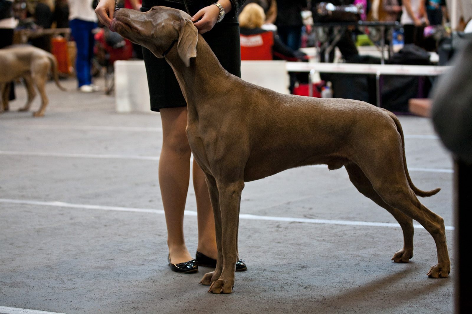 Miot F — Forrest Alive Sliver Weimaraner/National Dog Show Talsi