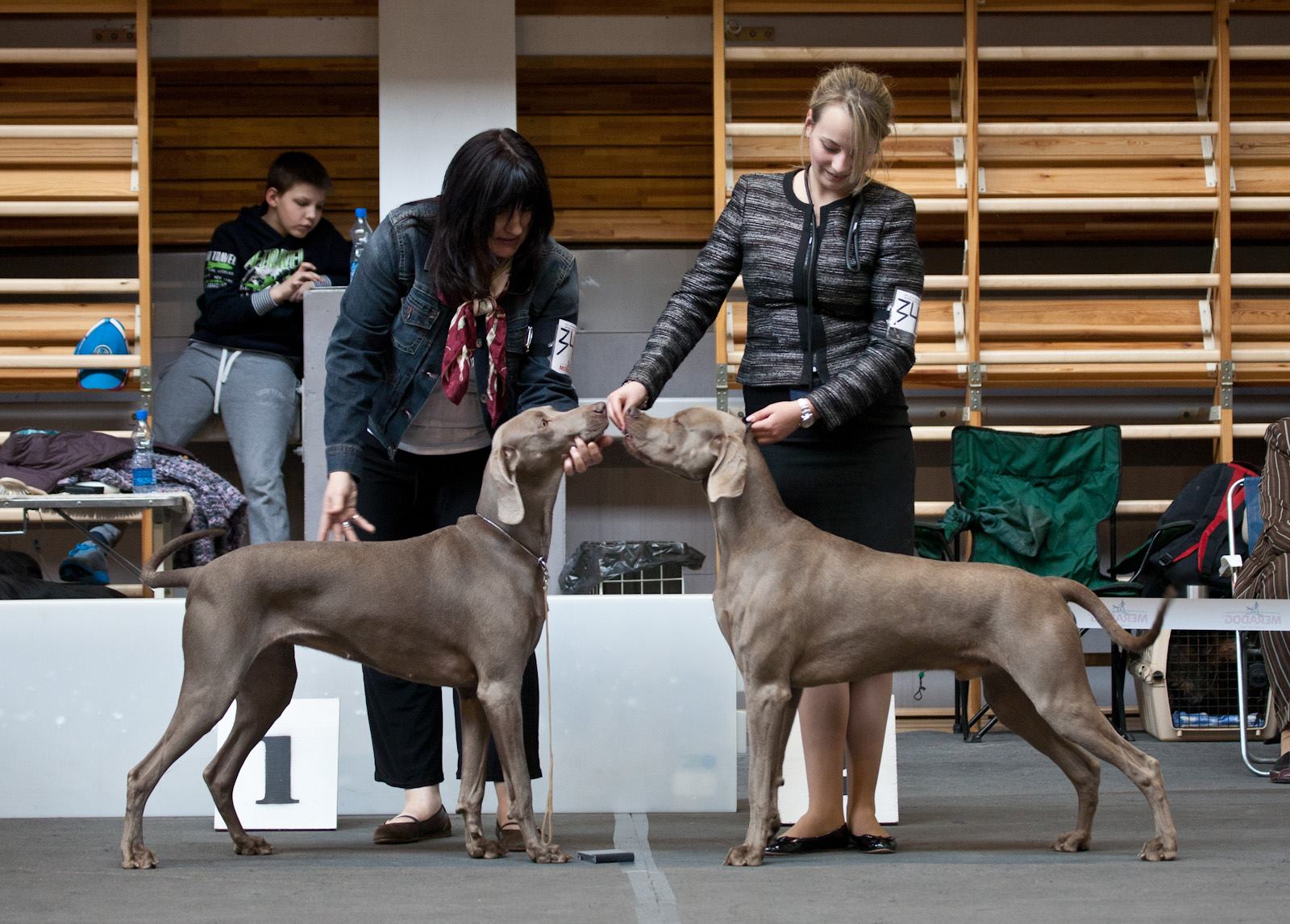 Miot F — Forrest Alive Sliver Weimaraner/National Dog Show Talsi