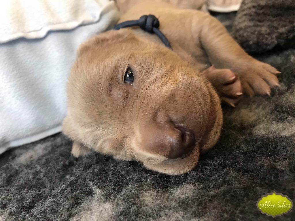 Miot G — 1 Week