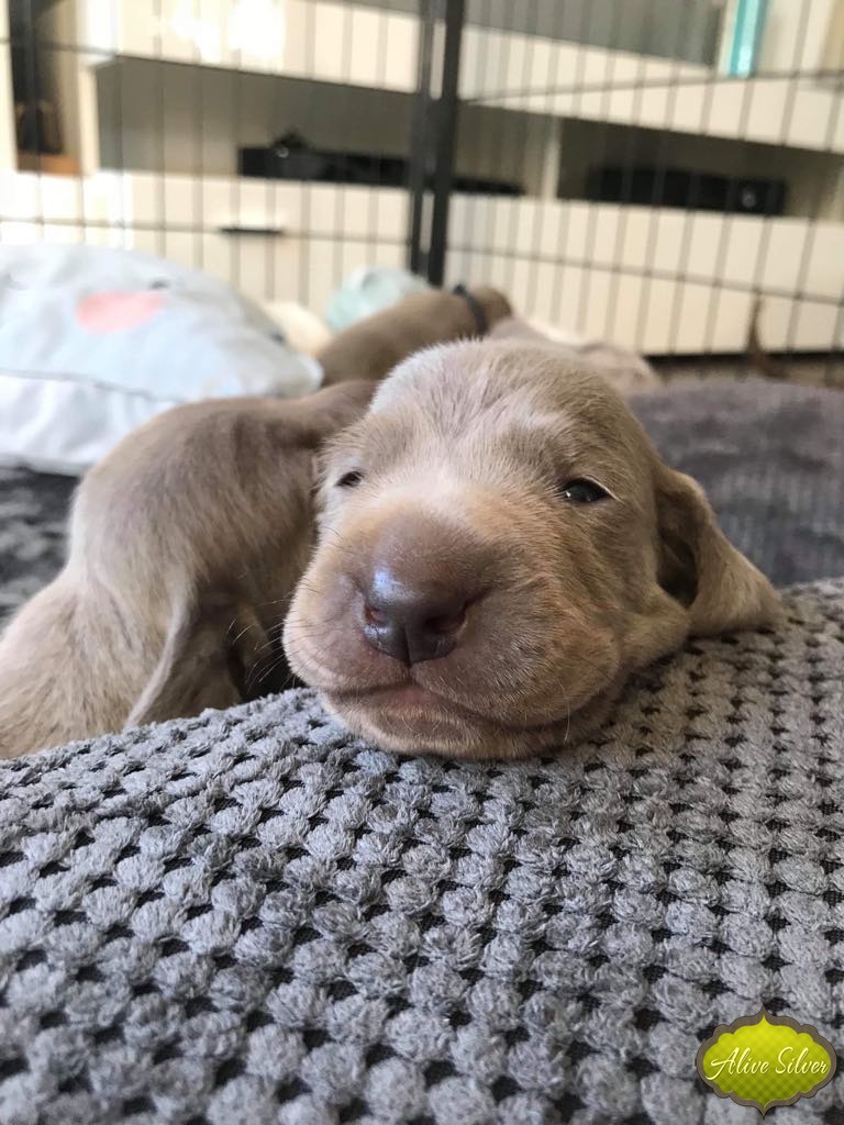 Miot G — 1 Week