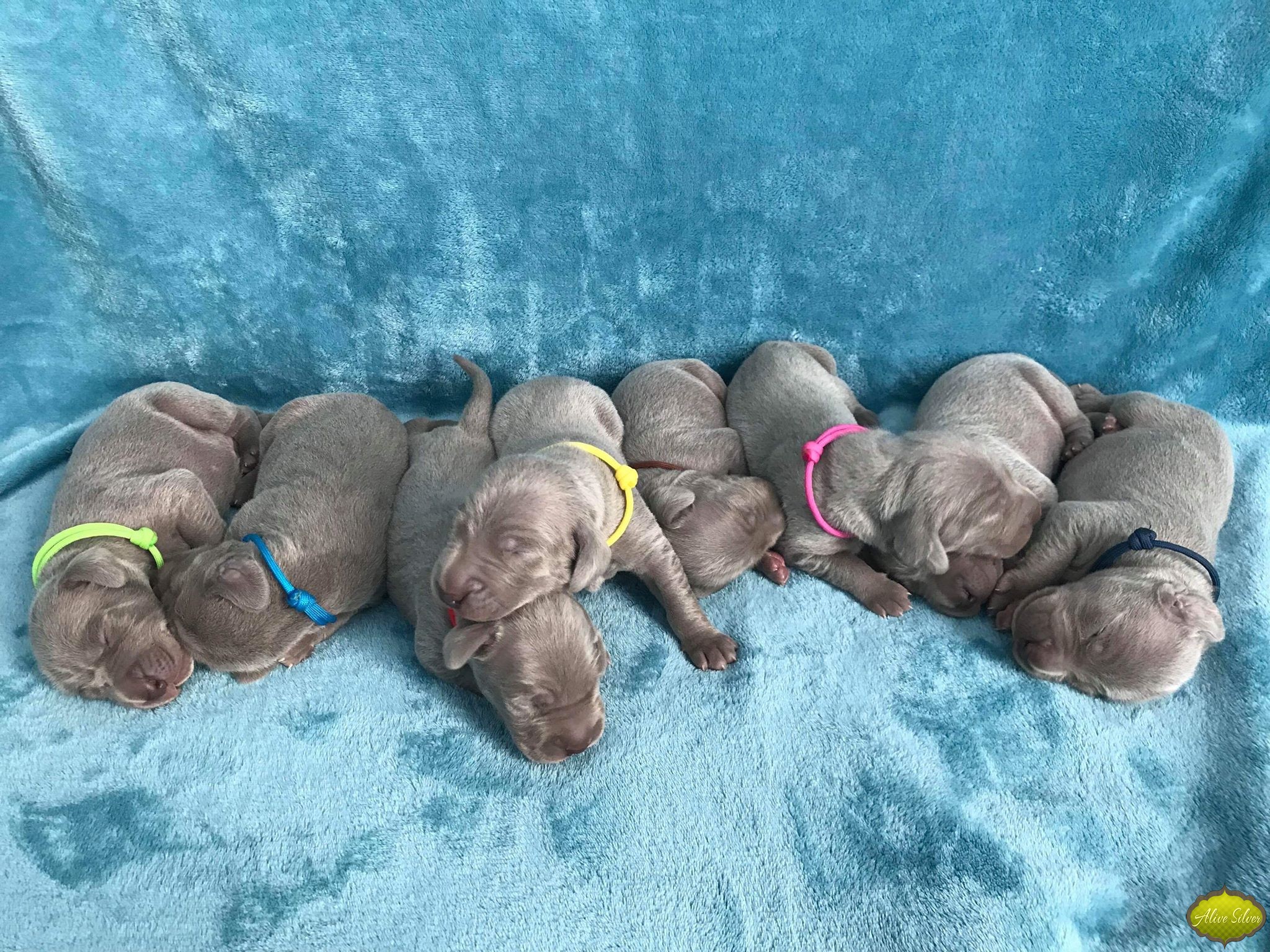 Miot G — 1 Week