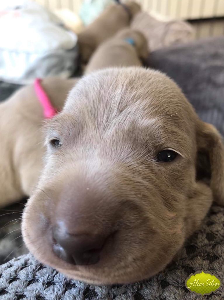 Miot G — 1 Week
