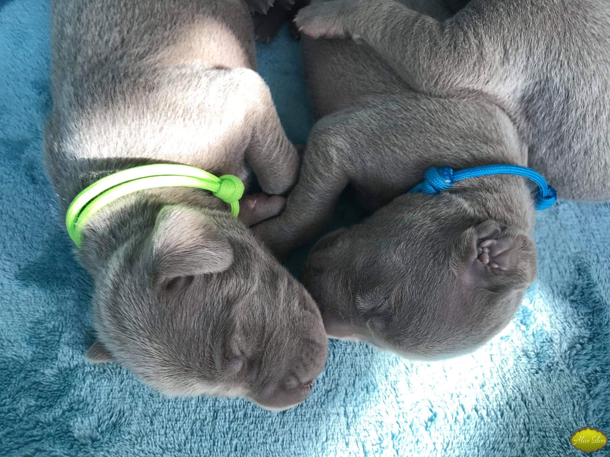 Miot G — 1 Week