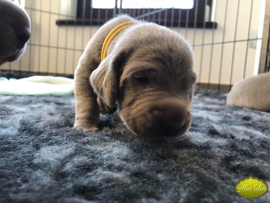 Miot G — 1 Week