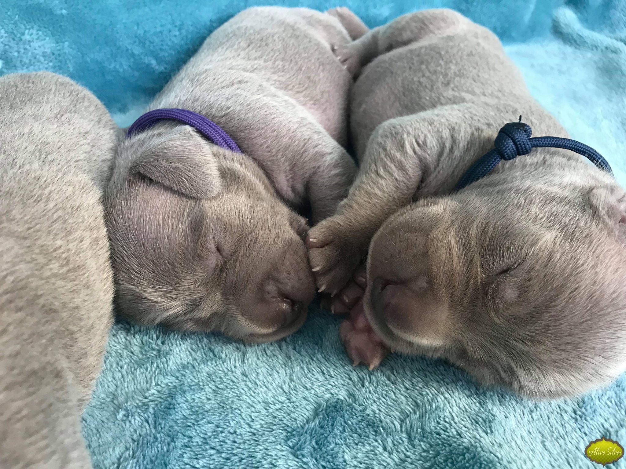Miot G — 1 Week