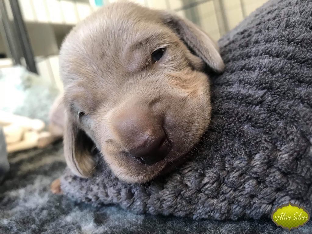 Miot G — 1 Week