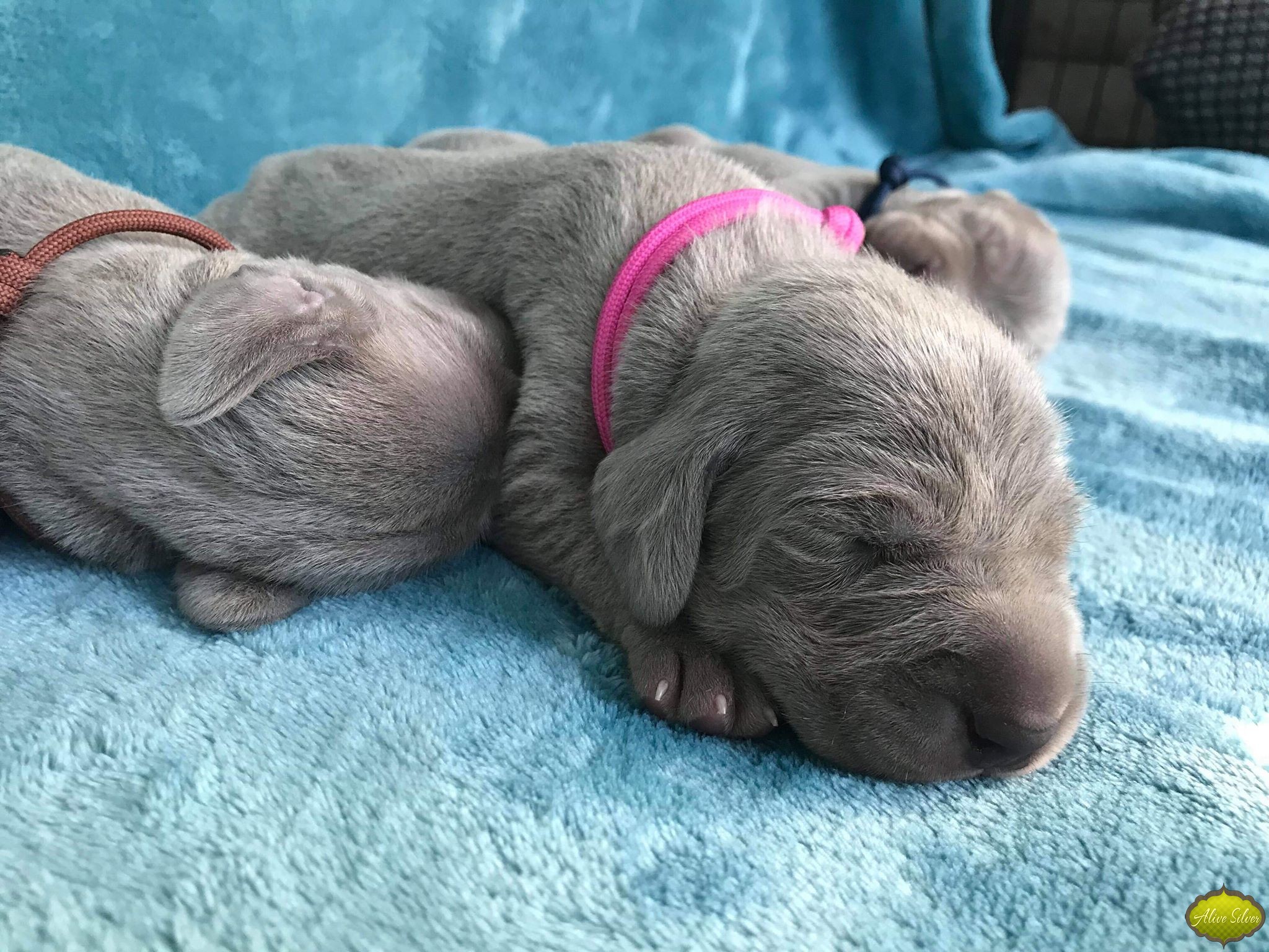 Miot G — 1 Week