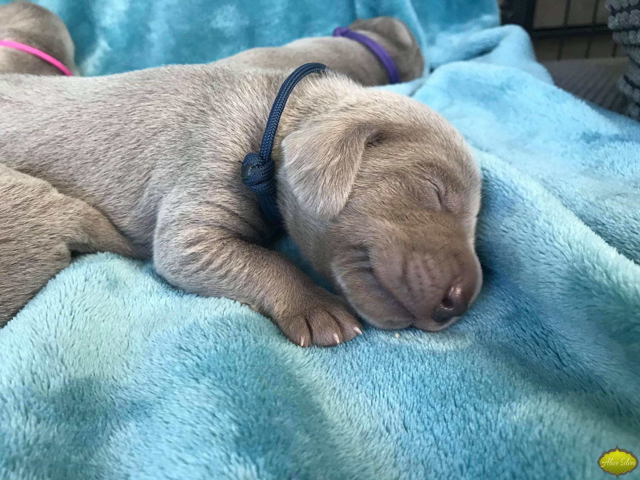 Miot G — 1 Week