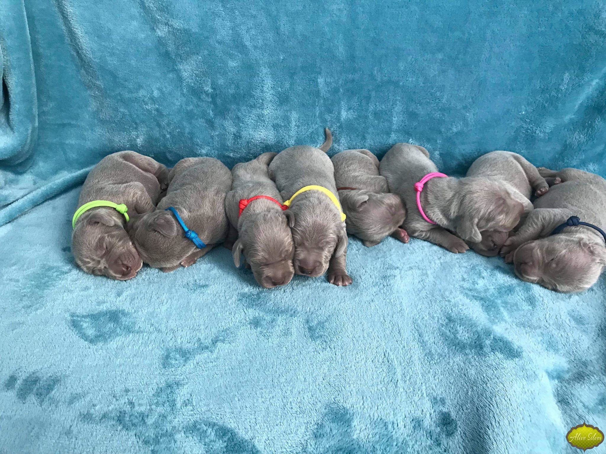 Miot G — 1 Week