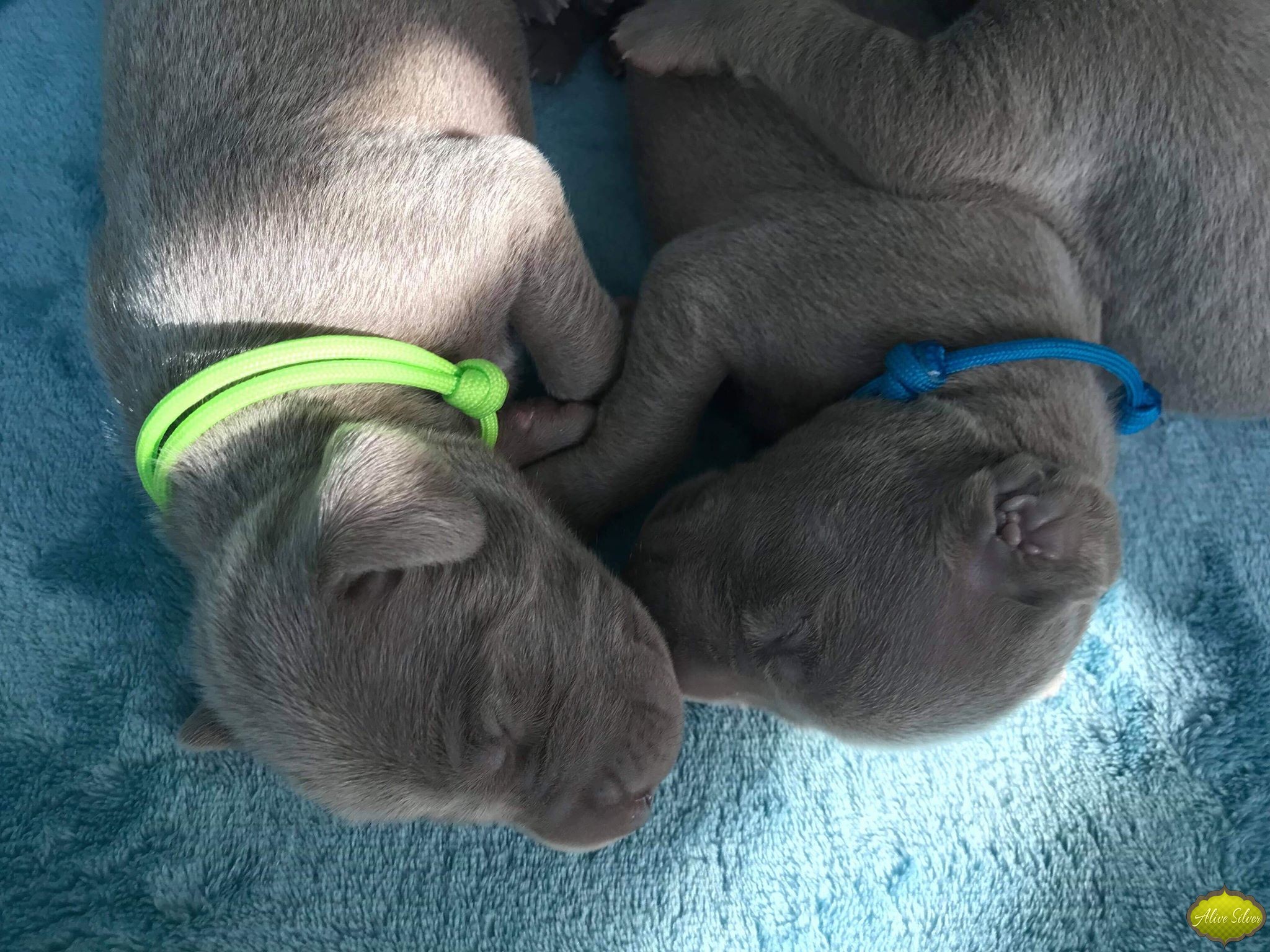 Miot G — 1 Week