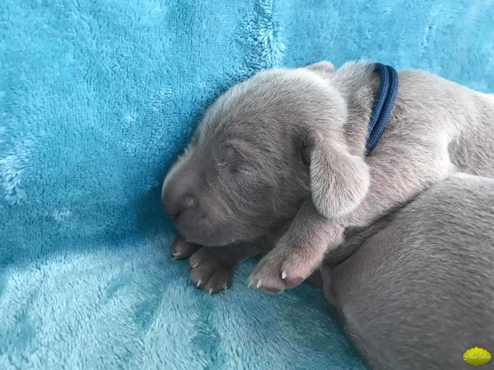Miot G — 1 Week