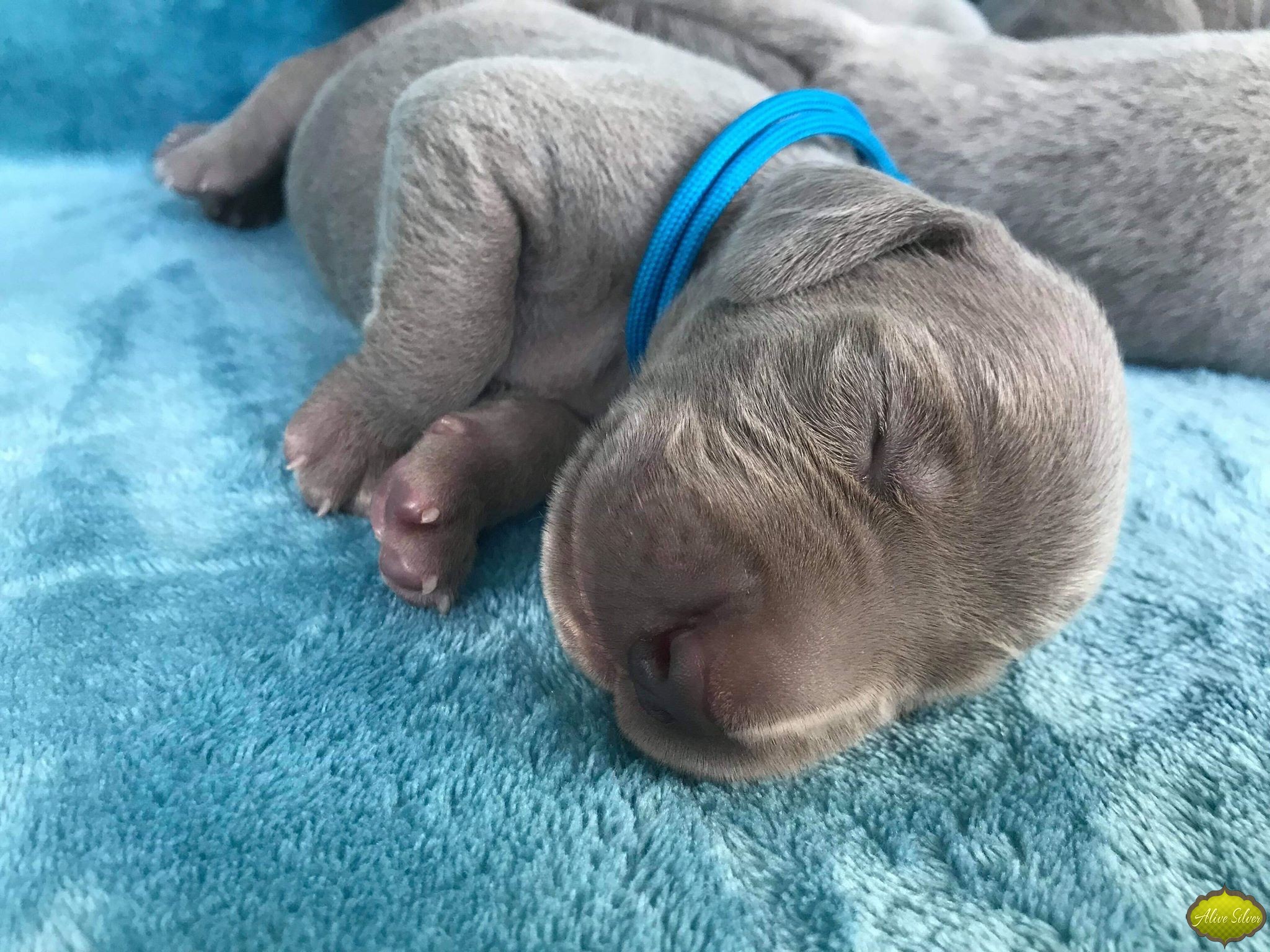 Miot G — 1 Week