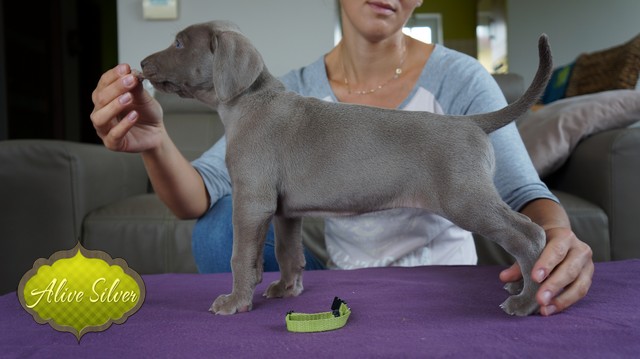 Miot H — 37 Days