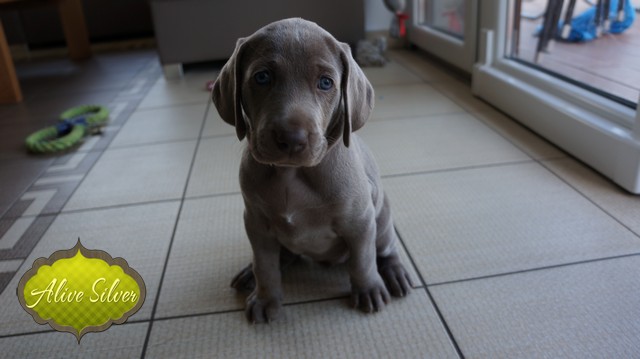 Miot H — 37 Days
