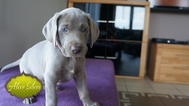 Miot H — 37 Days