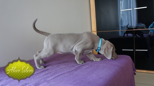 Miot H — 37 Days