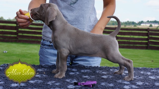 Miot H — 40 Days