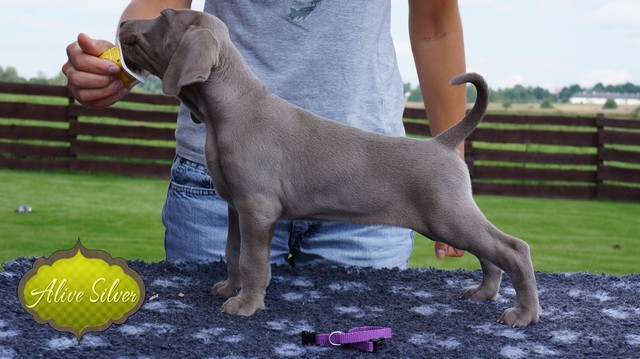 Miot H — 40 Days