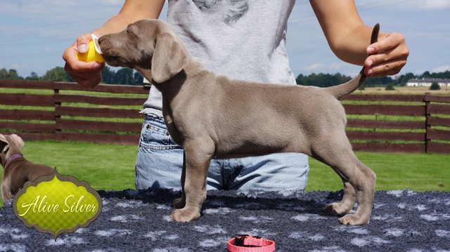 Miot H — 40 Days