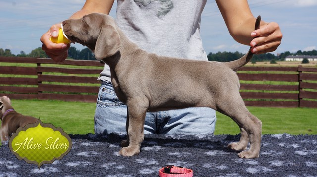 Miot H — 40 Days