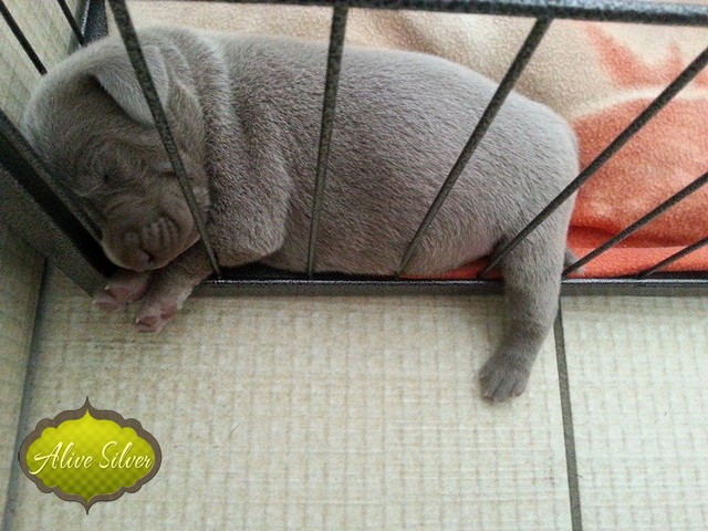 Miot H — 7 Days Puppies Weimaraner Alive Silver Milla Rosa Falalovea Hibournes Its All About Me