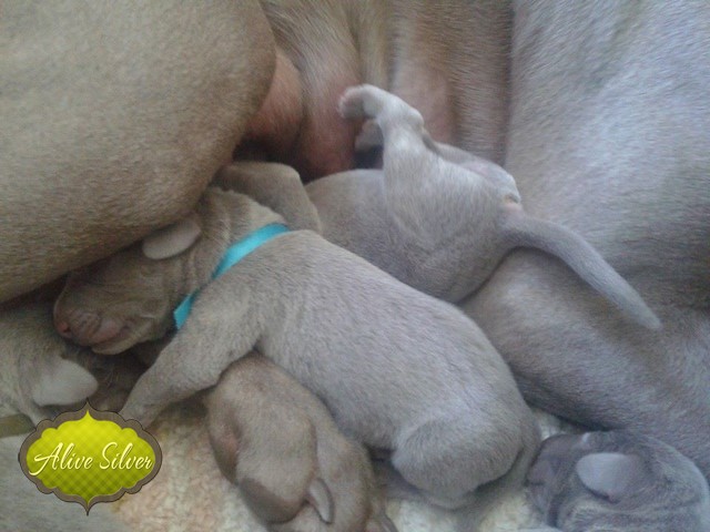 Miot H — 7 Days Puppies Weimaraner Alive Silver Milla Rosa Falalovea Hibournes Its All About Me
