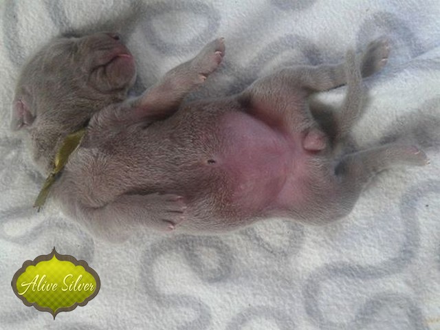 Miot H — 7 Days Puppies Weimaraner Alive Silver Milla Rosa Falalovea Hibournes Its All About Me
