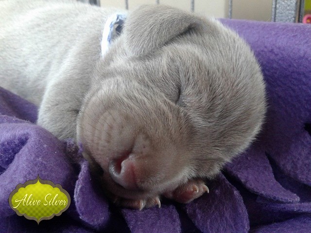 Miot H — 7 Days Puppies Weimaraner Alive Silver Milla Rosa Falalovea Hibournes Its All About Me