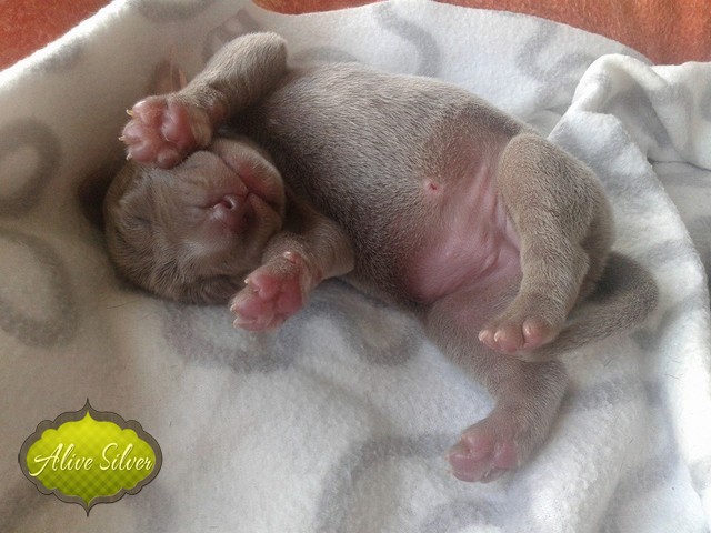 Miot H — 7 Days Puppies Weimaraner Alive Silver Milla Rosa Falalovea Hibournes Its All About Me