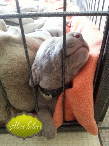 Miot H — 7 Days Puppies Weimaraner Alive Silver Milla Rosa Falalovea Hibournes Its All About Me