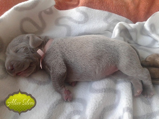 Miot H — 7 Days Puppies Weimaraner Alive Silver Milla Rosa Falalovea Hibournes Its All About Me