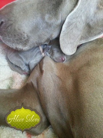 Miot H — 7 Days Puppies Weimaraner Alive Silver Milla Rosa Falalovea Hibournes Its All About Me