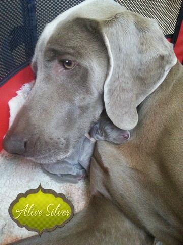 Miot H — 7 Days Puppies Weimaraner Alive Silver Milla Rosa Falalovea Hibournes Its All About Me