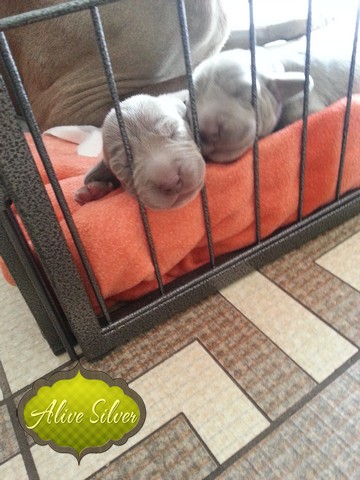 Miot H — 7 Days Puppies Weimaraner Alive Silver Milla Rosa Falalovea Hibournes Its All About Me