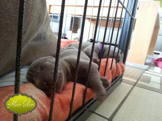 Miot H — 7 Days Puppies Weimaraner Alive Silver Milla Rosa Falalovea Hibournes Its All About Me