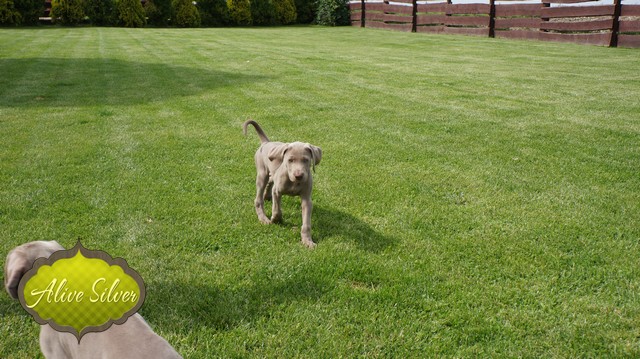 Miot H — 8 Weeks
