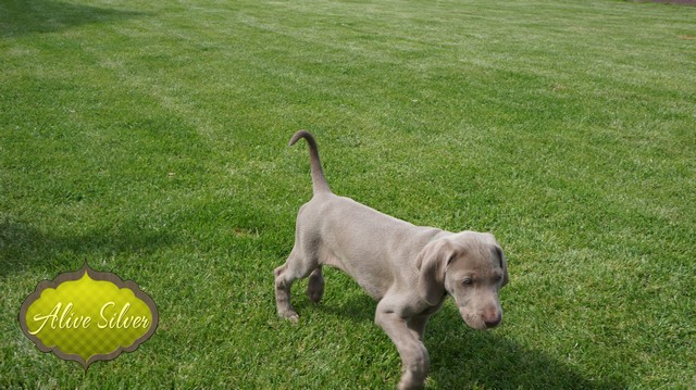 Miot H — 8 Weeks