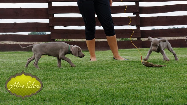 Miot H — 8 Weeks