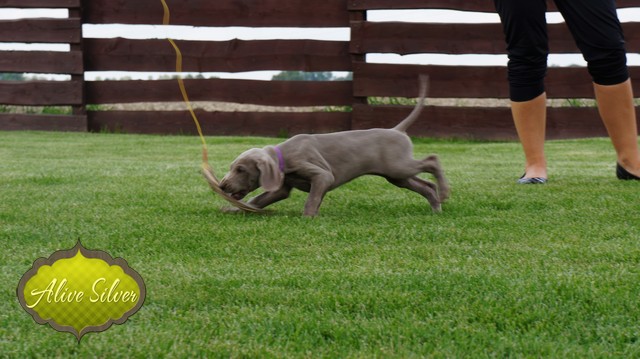 Miot H — 8 Weeks