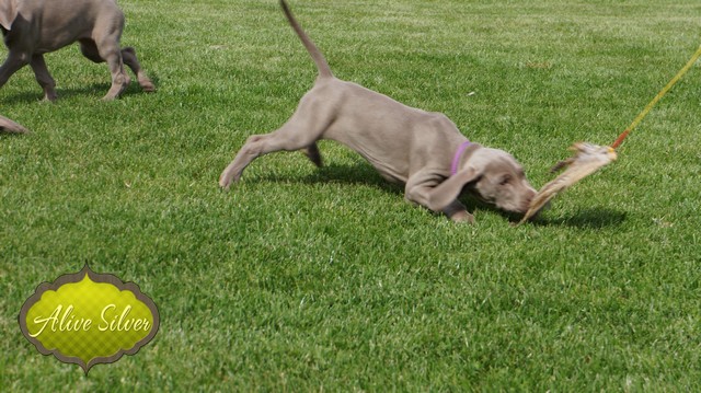 Miot H — 8 Weeks