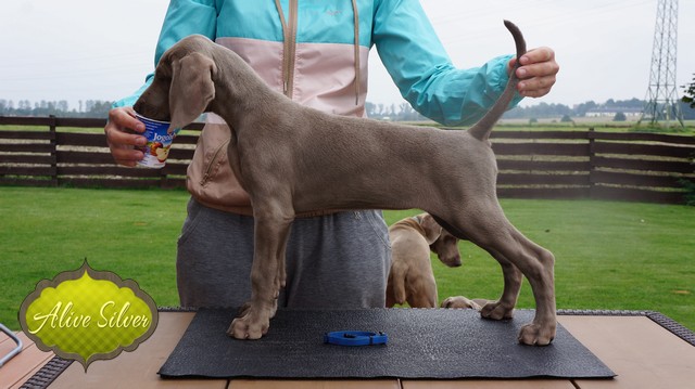 Miot H — 9.1 Weeks