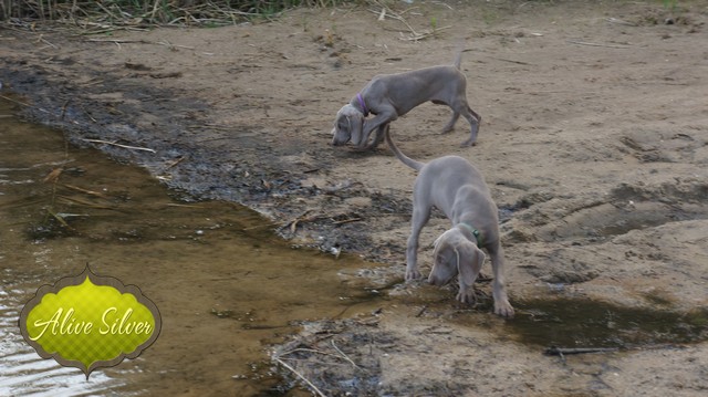 Miot H — 9 Weeks