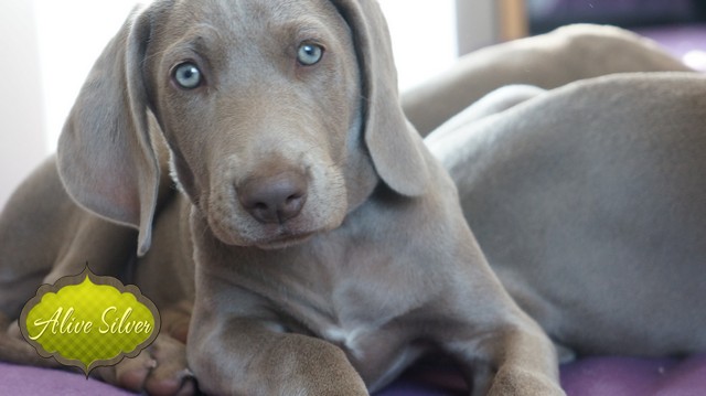 Miot H — 9 Weeks