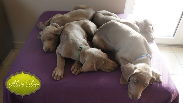 Miot H — 9 Weeks